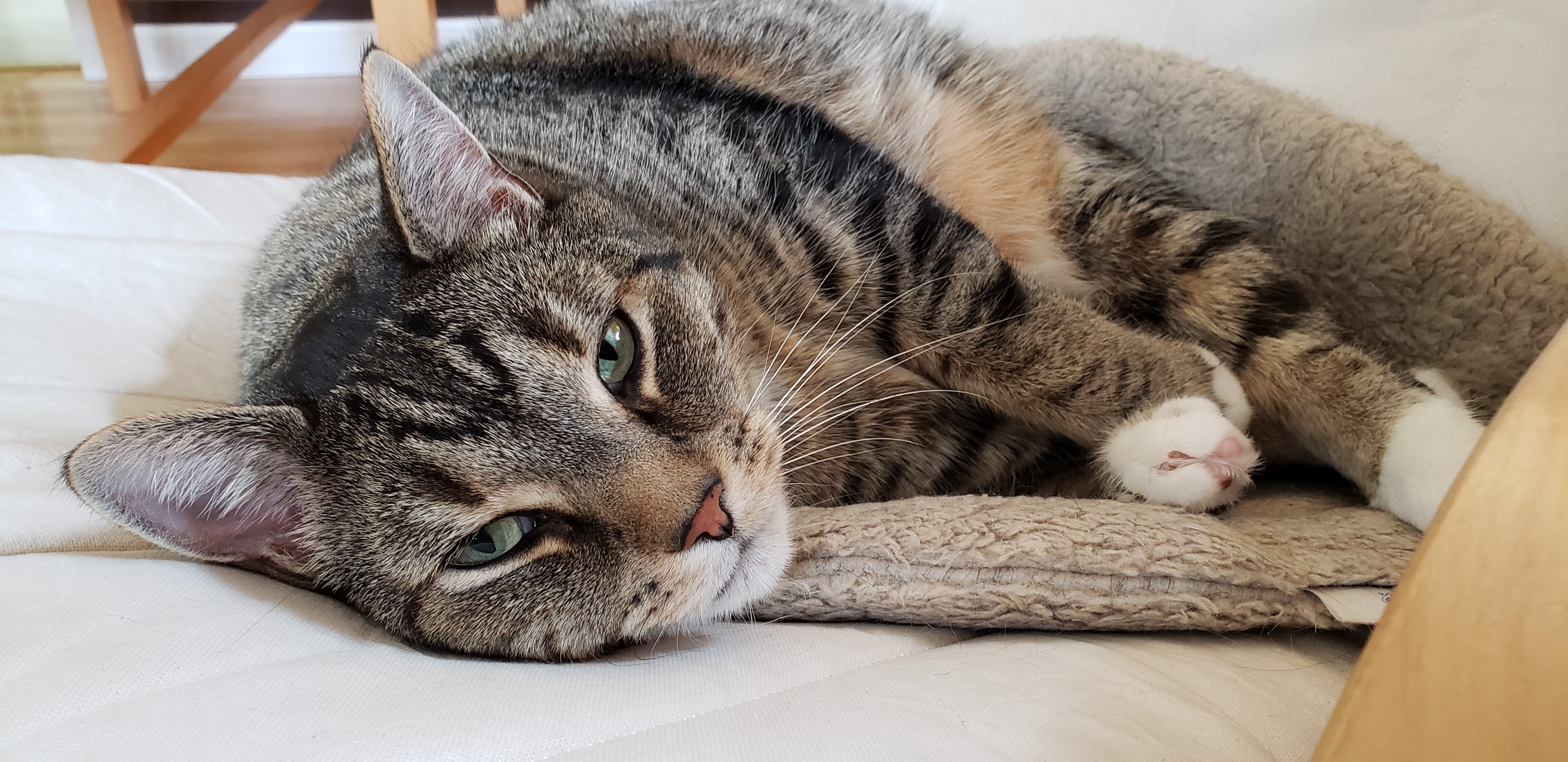 brown tabby cat lying on an upholstered chair